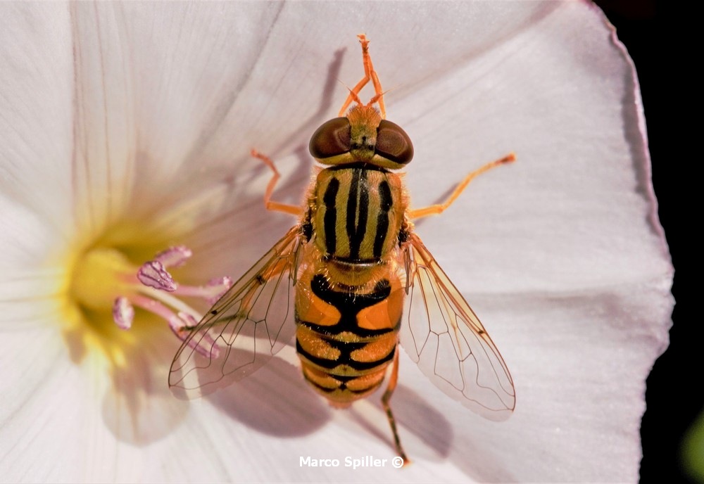 Parhelophilus versicolor o frutetorum ?  Parhelophilus sp., femmina